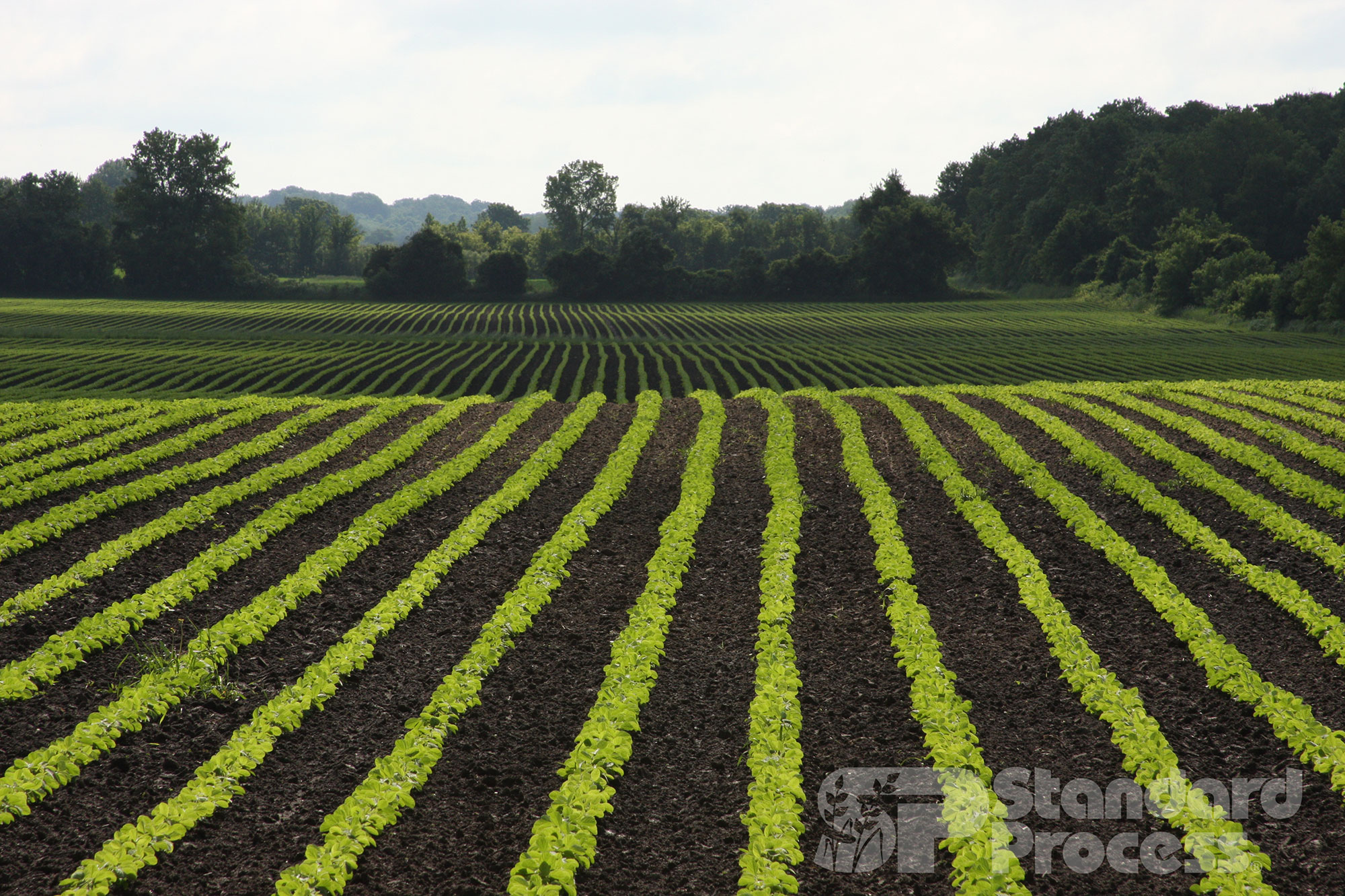 soybeanslg Pain Relief Chiropractic